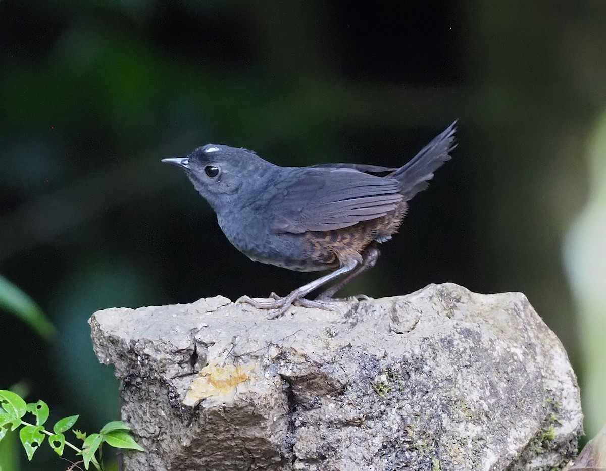 White-crowned Tapaculo - ML427530931