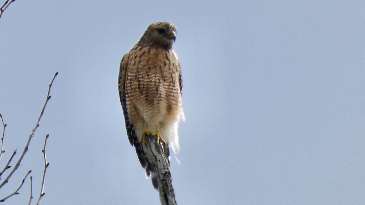 Red-shouldered Hawk - Andy Brown