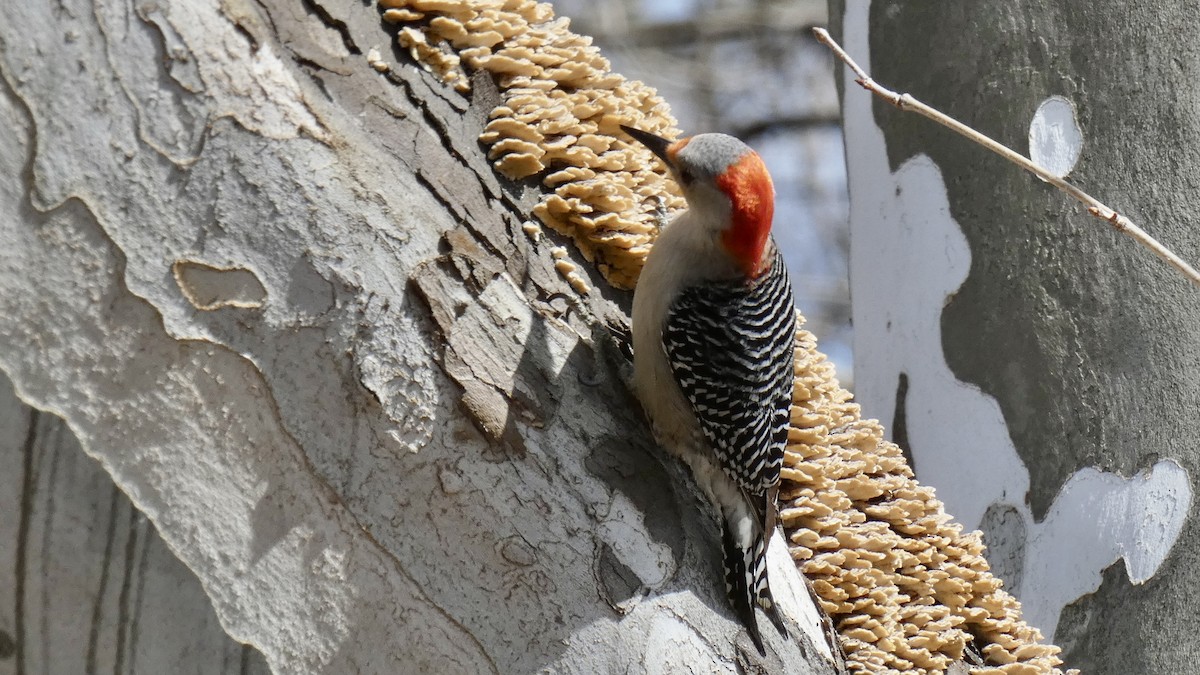 Red-bellied Woodpecker - ML427531441