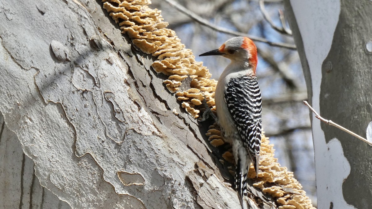 Red-bellied Woodpecker - Andy Brown