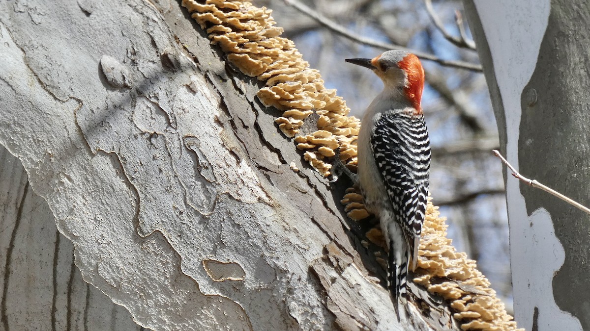 Red-bellied Woodpecker - ML427531461