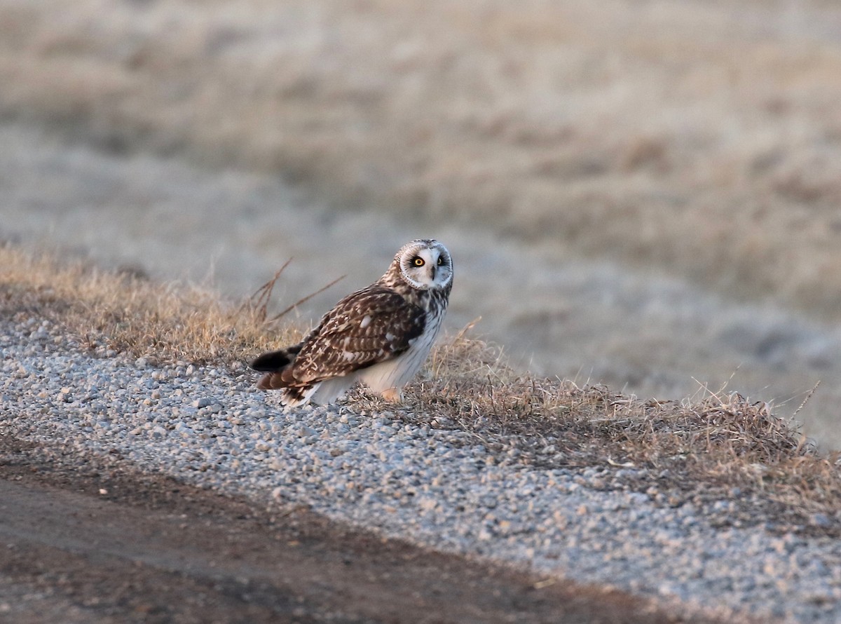 Short-eared Owl - ML427532181