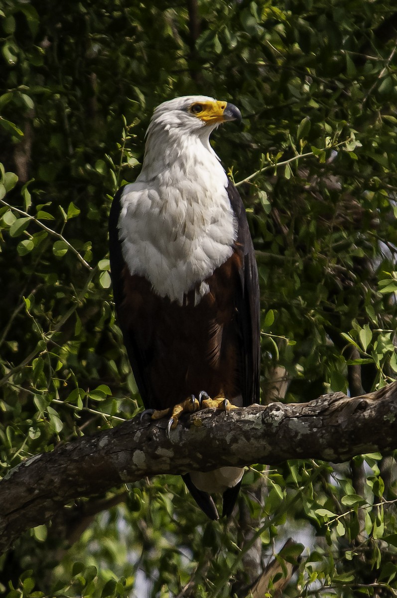 African Fish-Eagle - ML427533831