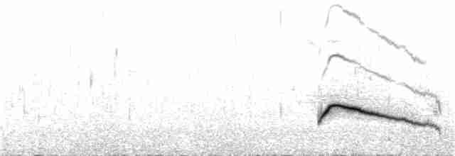 Magellanic Plover - ML42753541