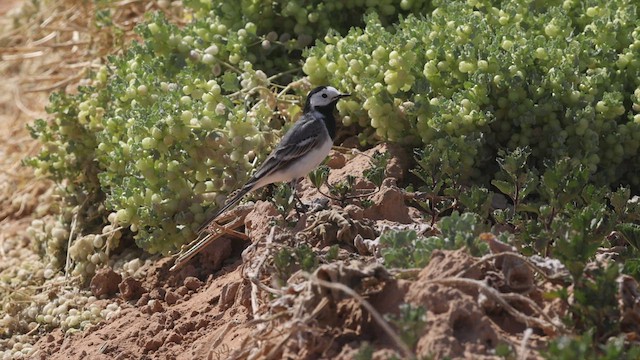 White Wagtail (White-faced) - ML427537061