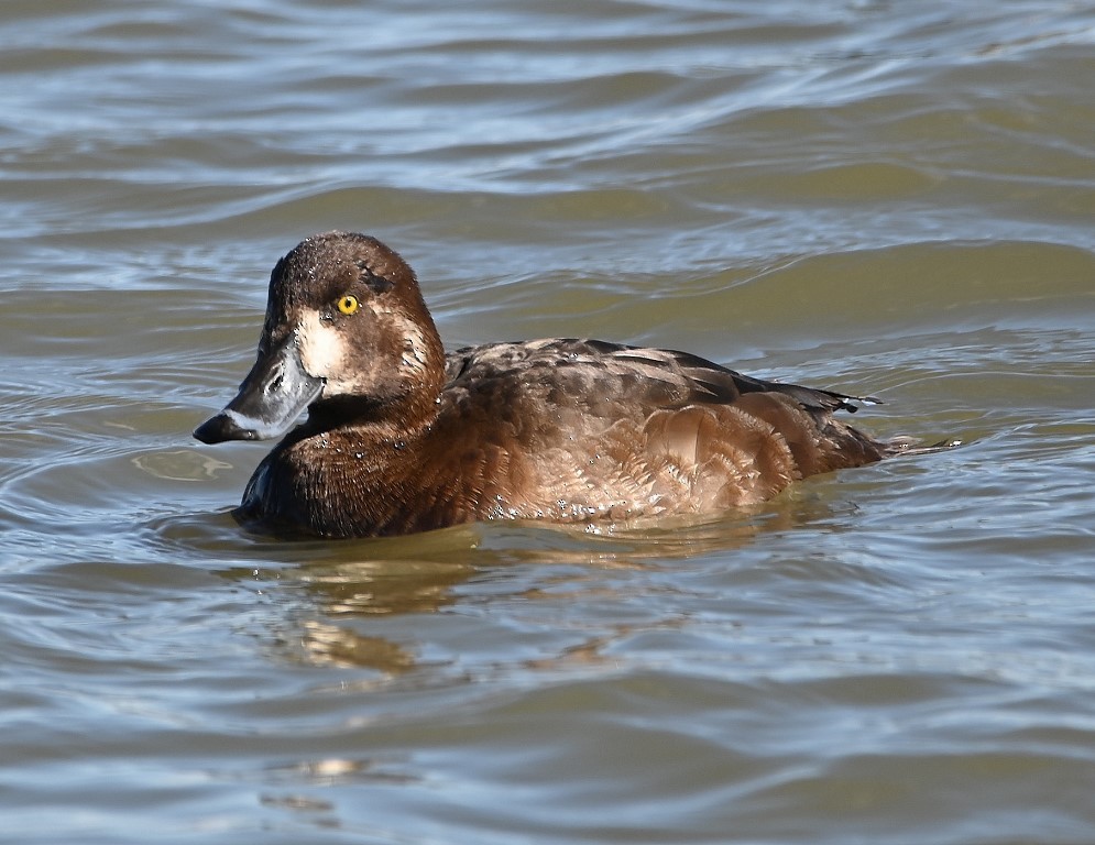 Greater Scaup - ML427542481