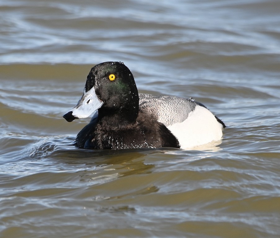 Greater Scaup - ML427542491