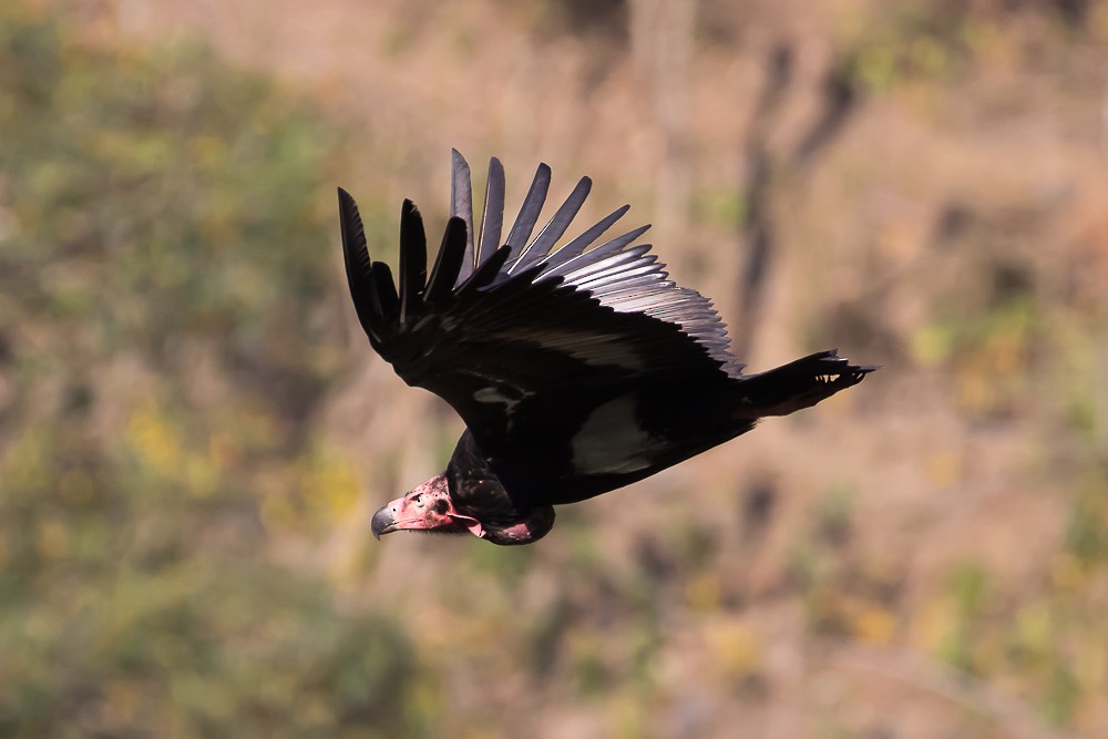 Red-headed Vulture - ML427545821