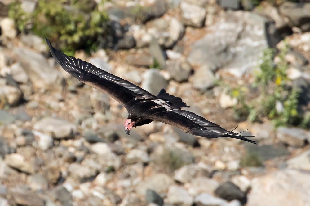 Red-headed Vulture - ML427545851