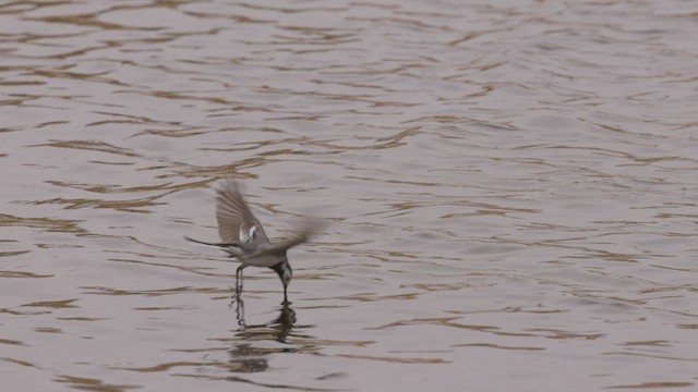 White Wagtail (White-faced) - ML427546591
