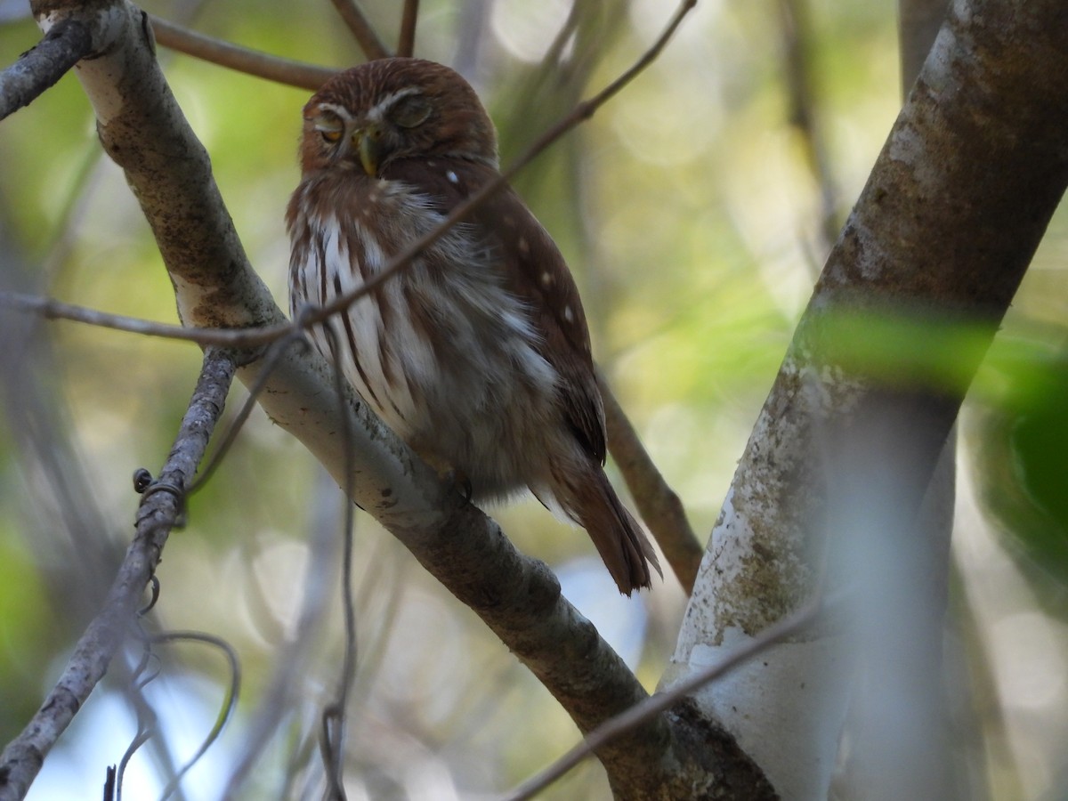 Ferruginous Pygmy-Owl - ML427547191