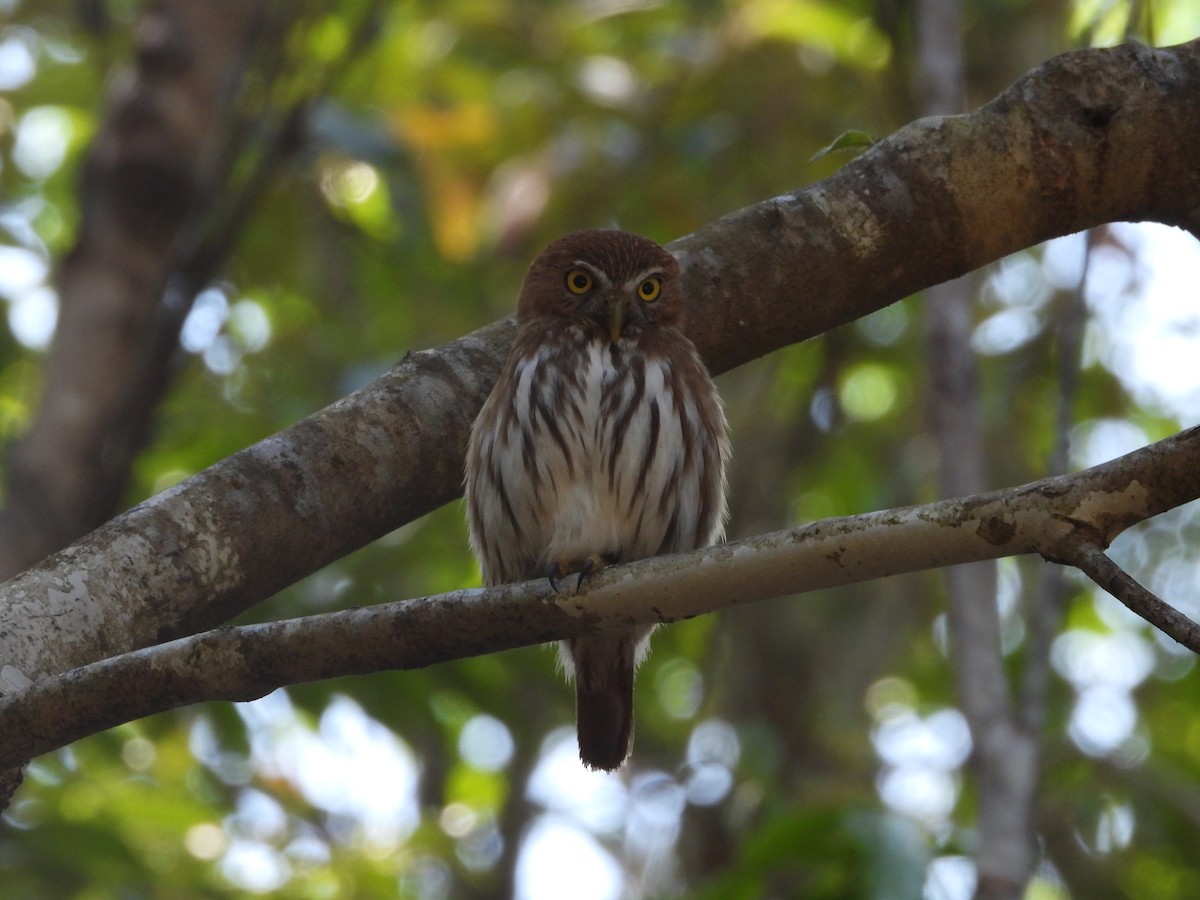 Ferruginous Pygmy-Owl - ML427547221