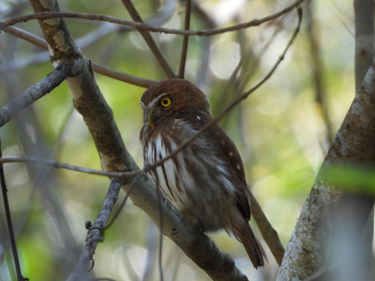 Ferruginous Pygmy-Owl - ML427547251