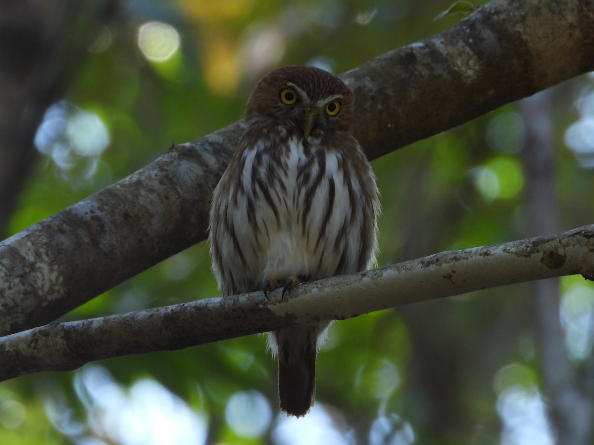 Ferruginous Pygmy-Owl - ML427547311