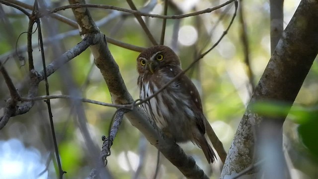 Ferruginous Pygmy-Owl - ML427547521