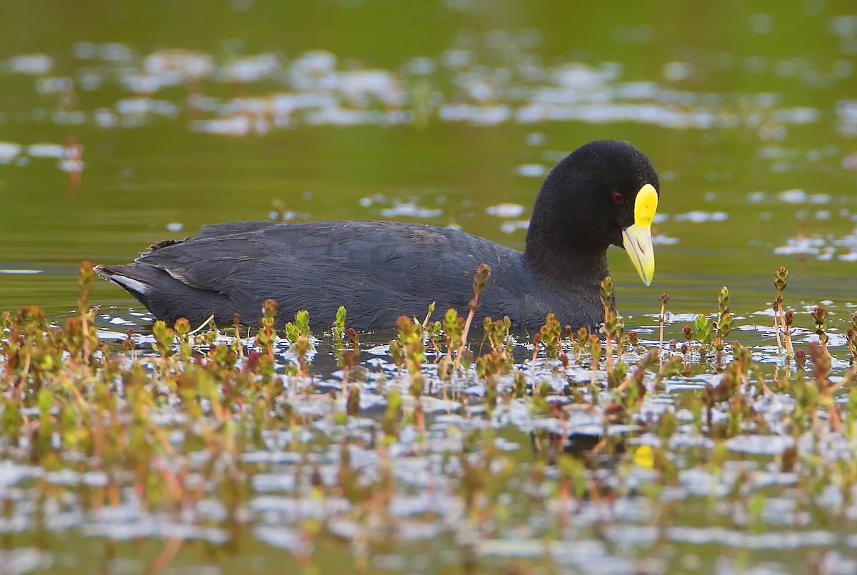 White-winged Coot - Mark Chappell