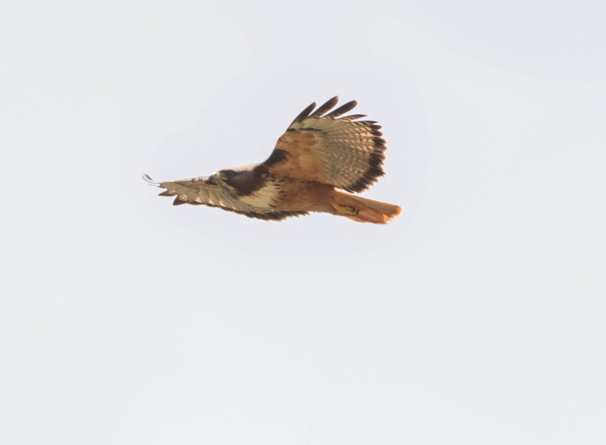 Red-tailed Hawk (costaricensis) - ML427552381