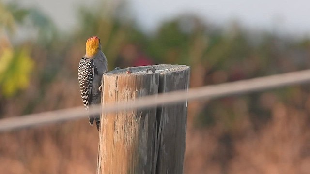 Golden-cheeked Woodpecker - ML427554691