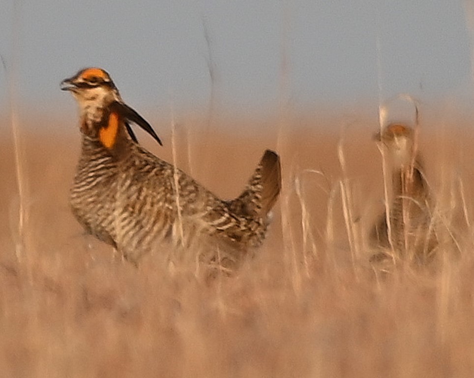 Greater Prairie-Chicken - Steve Davis