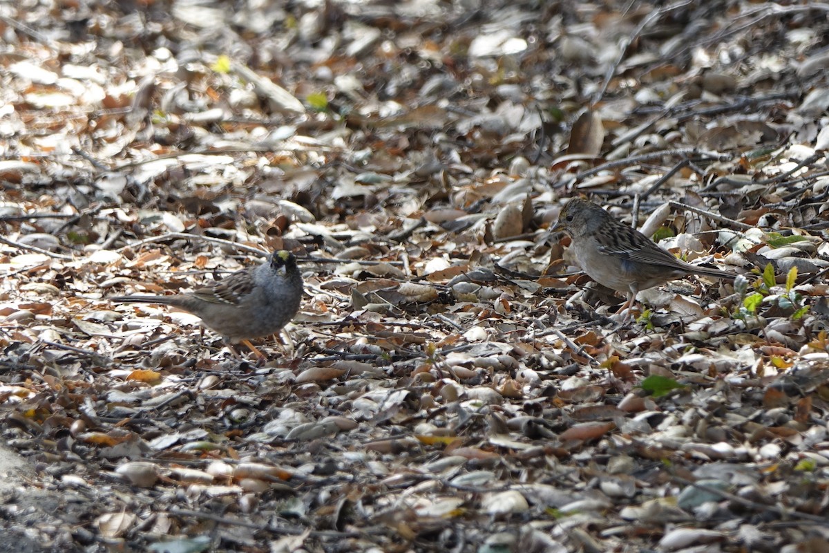 Golden-crowned Sparrow - ML427556561
