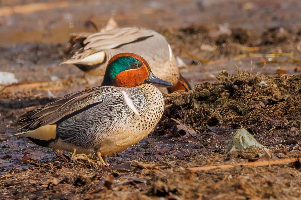 Green-winged Teal - Matt Boley