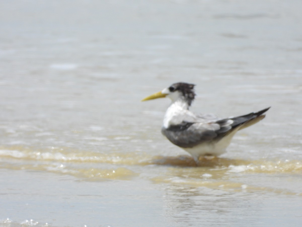 Great Crested Tern - ML427559221