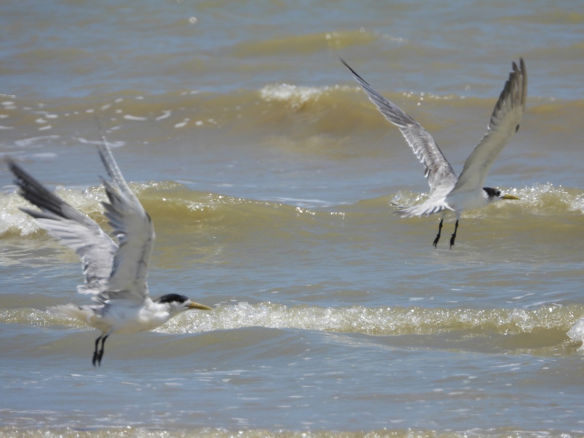 Great Crested Tern - ML427559231