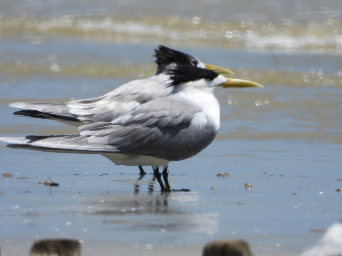 Great Crested Tern - ML427559241