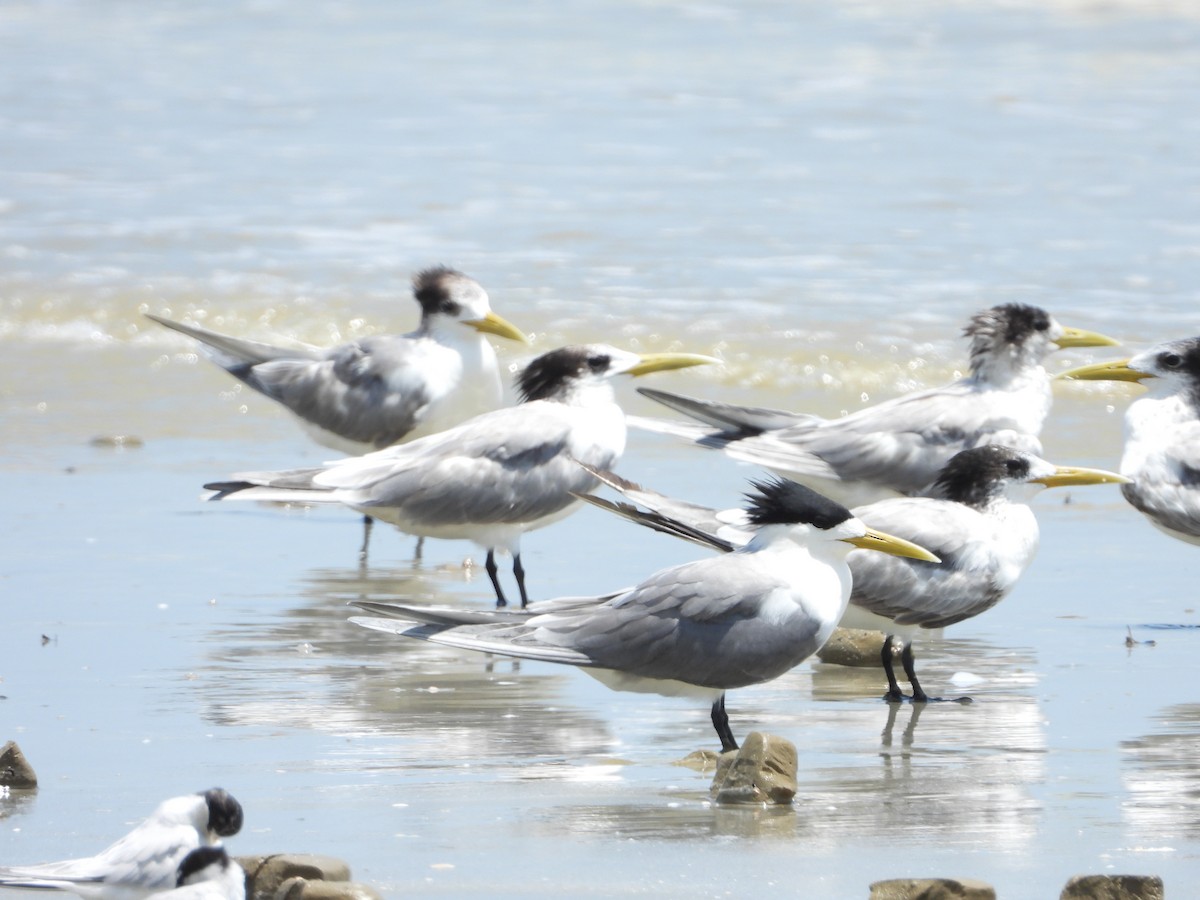 Great Crested Tern - ML427559271