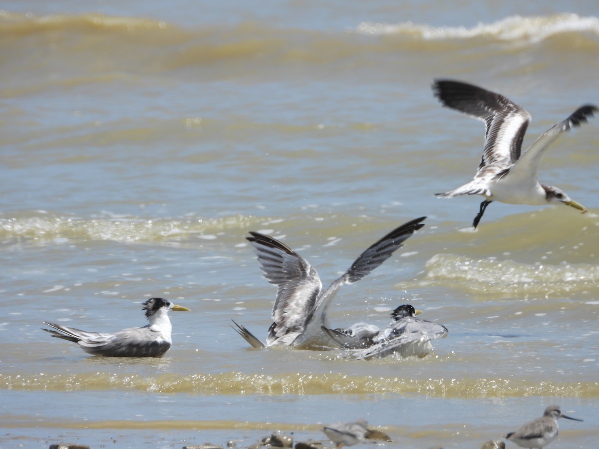 Great Crested Tern - ML427559281