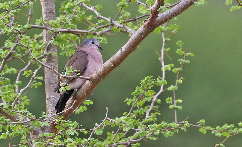Emerald-spotted Wood-Dove - ML427560921