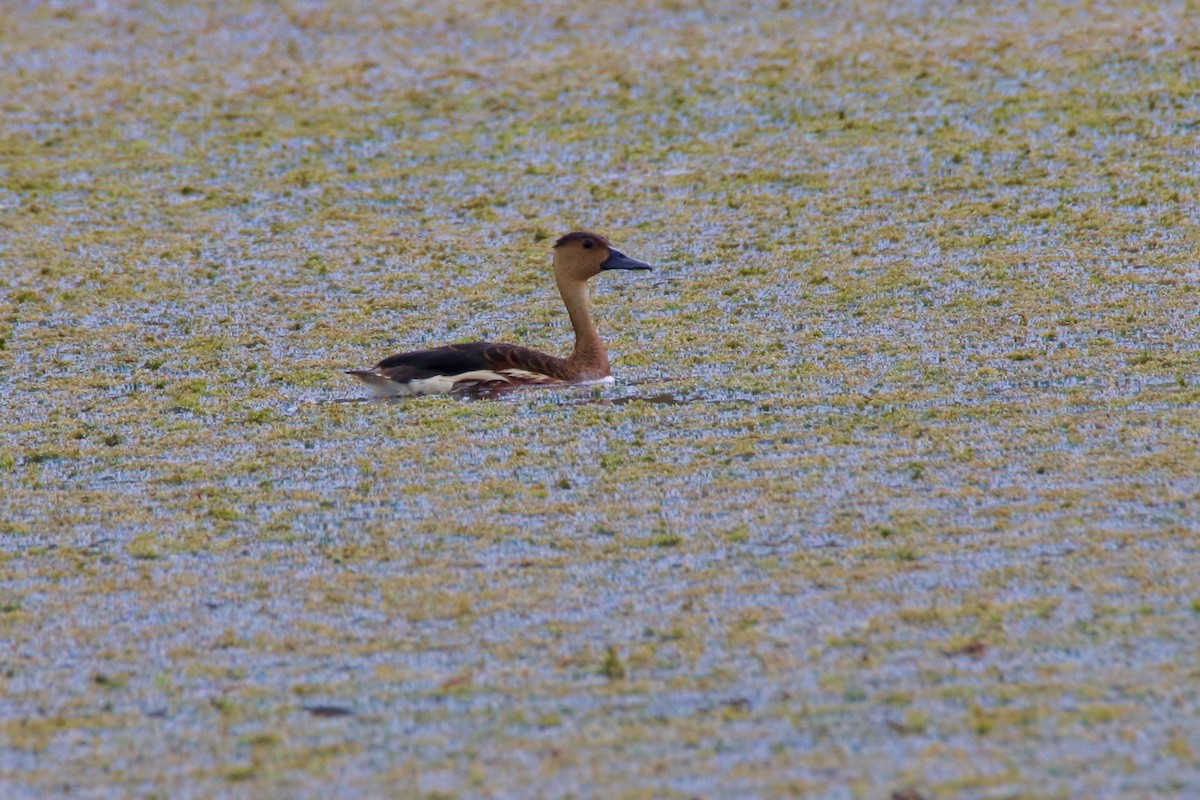 Wandering Whistling-Duck - Ross Brown