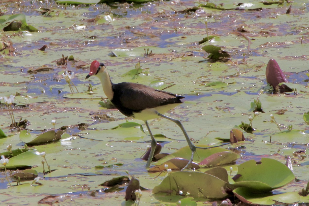 Comb-crested Jacana - Ross Brown