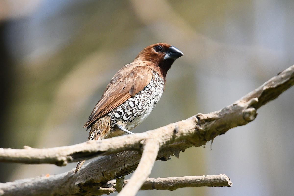 Scaly-breasted Munia - Andreas Deissner