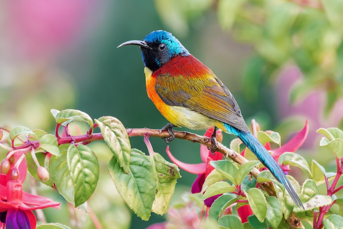Green-tailed Sunbird (Doi Inthanon) - eBird