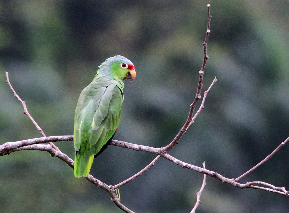 Red-lored Parrot (Red-lored) - ML42757801