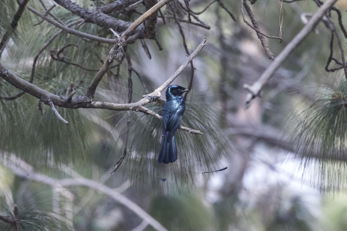 Lesser Racket-tailed Drongo - ML427581551