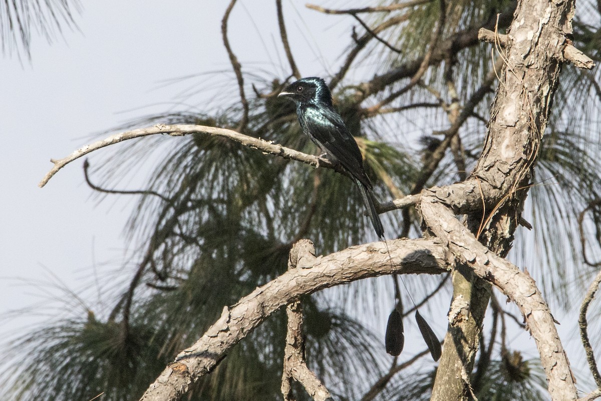 Lesser Racket-tailed Drongo - ML427581611