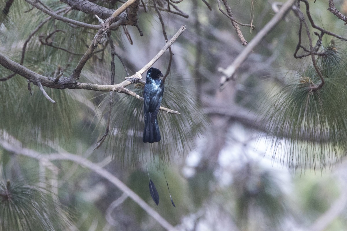 Lesser Racket-tailed Drongo - ML427581781
