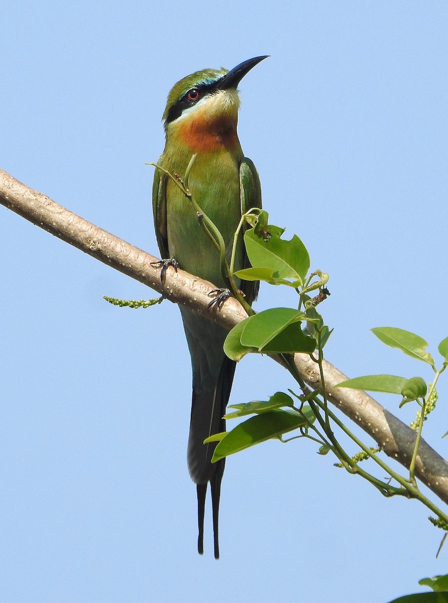 Blue-tailed Bee-eater - Afsar Nayakkan