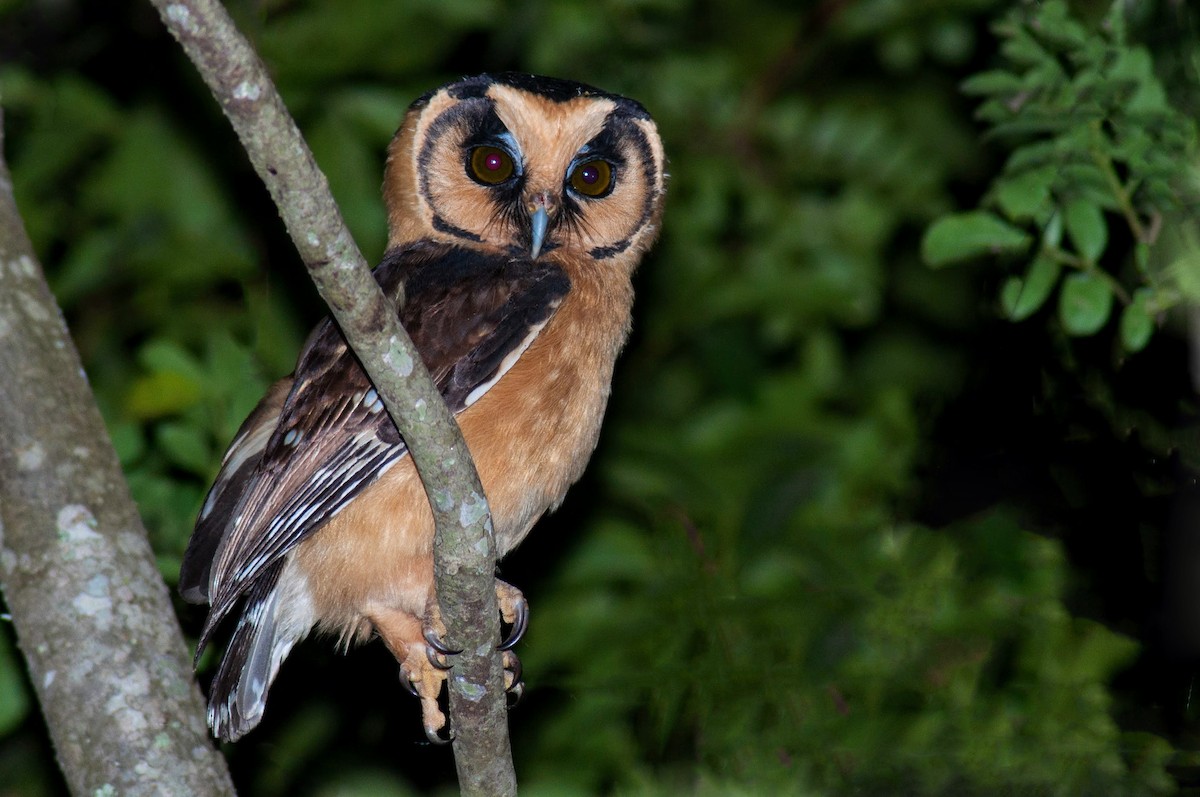 Buff-fronted Owl - ML427583211