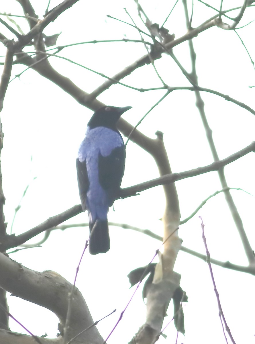 Asian Fairy-bluebird - Savio Fonseca (www.avocet-peregrine.com)