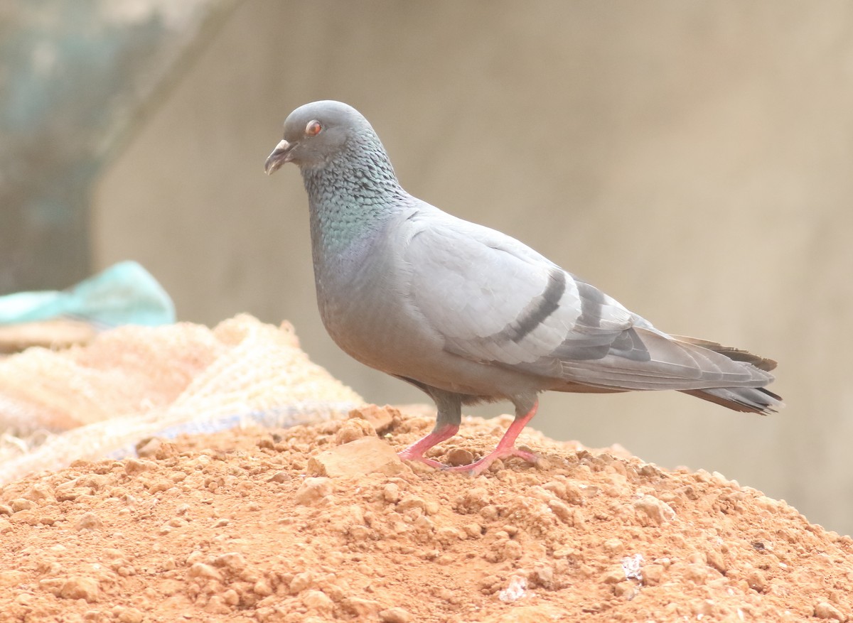 Rock Pigeon (Feral Pigeon) - Savio Fonseca (www.avocet-peregrine.com)