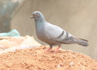 Rock Pigeon (Feral Pigeon), ML427585481
