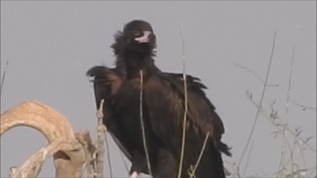 Cinereous Vulture - ML427586421