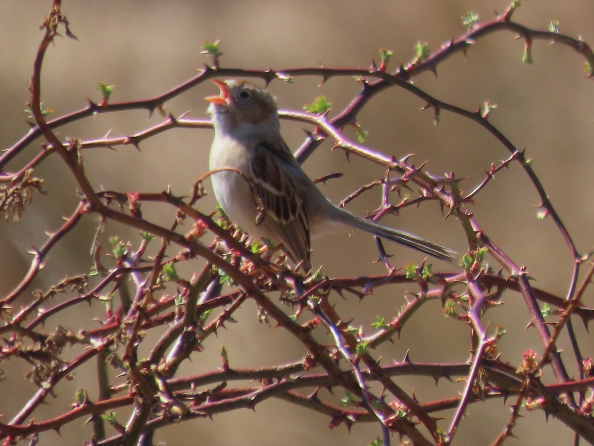 Field Sparrow - Sandy Morrissey