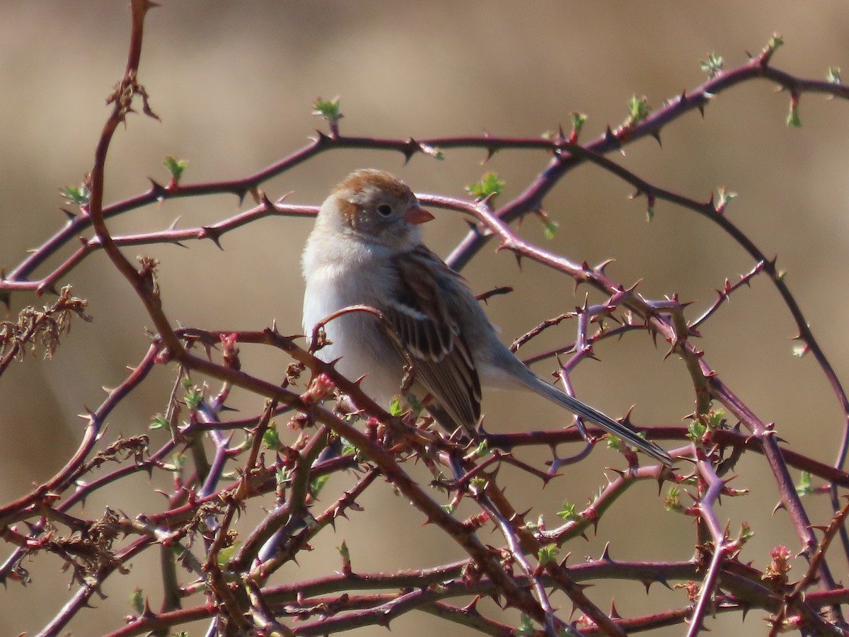 Field Sparrow - ML427590711