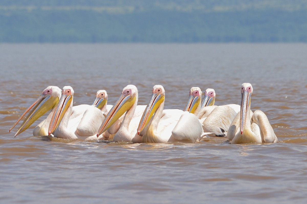 pelikán bílý - ML427593111
