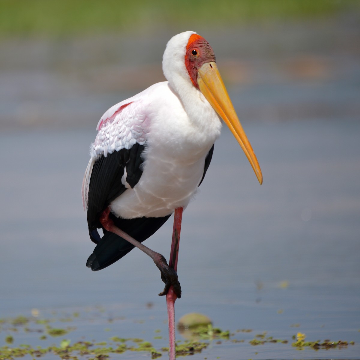Yellow-billed Stork - Odd Helge Gilja