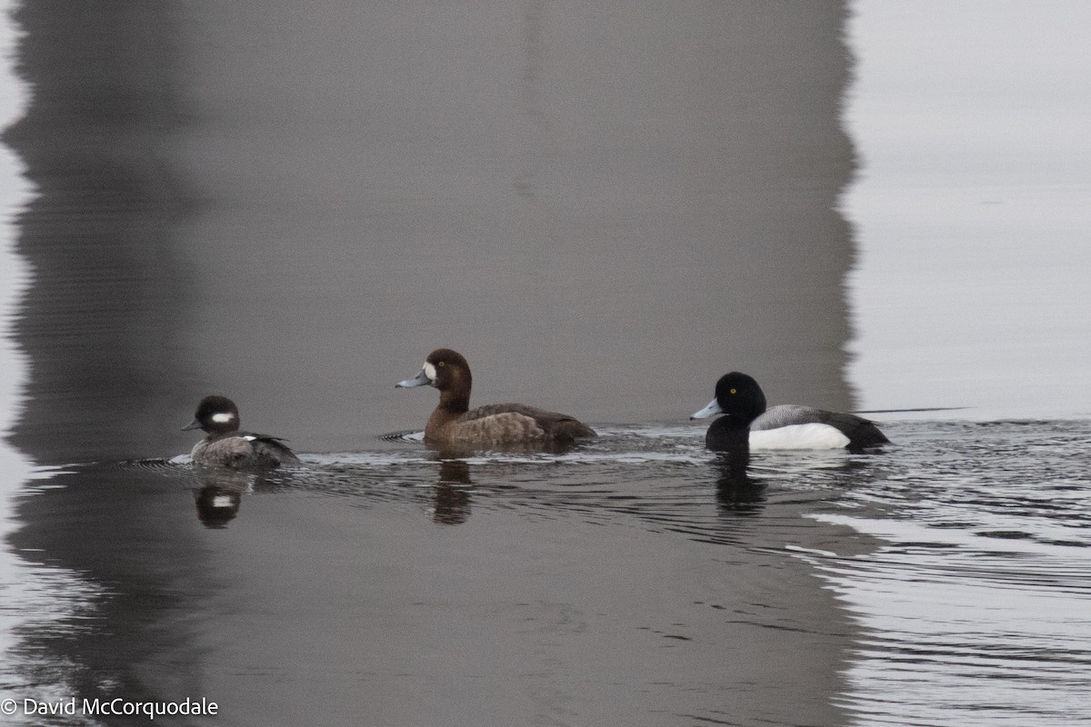 Greater Scaup - ML427593811